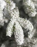 Árvore de Natal Nevada Frosted Fraser com Galhos Articulados, Suporte Metálico e Micro LEDs Embutidos